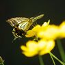 万来　アゲハチョウ