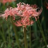 オールドレンズで　薄赤の彼岸花