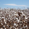 Cotton Field