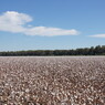 Cotton Field