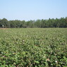 Cotton Field
