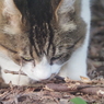 長久保公園