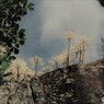 石垣の花　白い彼岸花