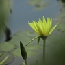 端然と咲く