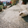 陽だまりのねこ