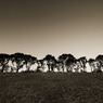 Horizontal Trees