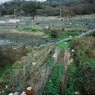 島の畑