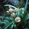 ひっそりと咲く花