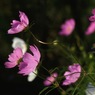 写真句：秋桜１