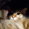 IMG_2468_edited-1
