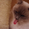 シナモン
