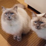 シナモン＆ちくわ