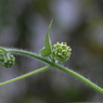 写真句：草花たちの世界１