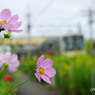 コスモスと東急車輛