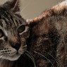 マカオの猫