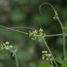 写真エッセイ：草花たちの世界２