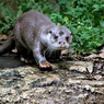 「お手」って何やらせるのカワウソに！