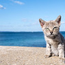 海辺のちーちゃん