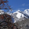 白川郷 残り柿と見る雪山 白山連峰