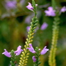 写真句：草花たちの世界６：花虎の尾