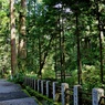 箱根山麓深森散歩