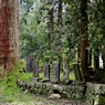 箱根山麓深森散歩