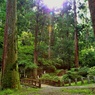 箱根山麓深森散歩