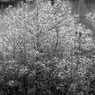 写真句：草花たちの世界８：道端の花ざかり：B&W