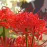 秋の花・ひがんばな