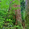 箱根山麓深森散歩