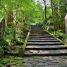 箱根山麓深森散歩
