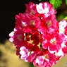 赤白マーブルの花　