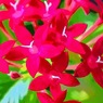 我が家の花・2