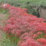 小出川彼岸花
