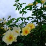 レモン色の薔薇　2