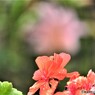 花としずく