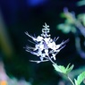 ネコノヒゲ　1　花