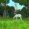 山羊・食事中です