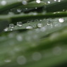 露草