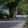 萩の花咲く頃