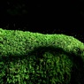 苔の花
