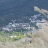 箱根仙石原の生き物