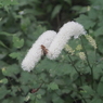 箱根仙石原の生き物