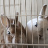 うちのぱぱ、おばかやろぉ～
