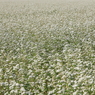 White Carpet