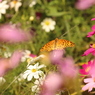 ボクも花