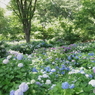 郷土森の紫陽花の群れ