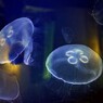 慌ただしさとユックリズム