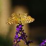 白露　ヒョウモンチョウ