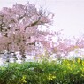 水中花